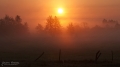 005_Biebrza - maj 2013